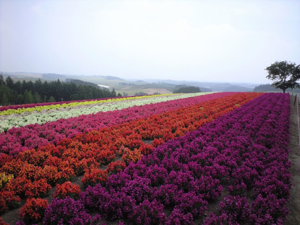 Flower Farm | Lavender Furano - Flower farm in Furano